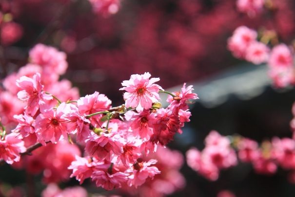 員林櫻花