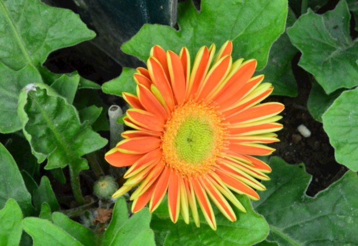 非洲菊